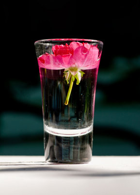 30. A Shot of Rose