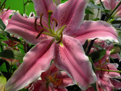 37. Flower