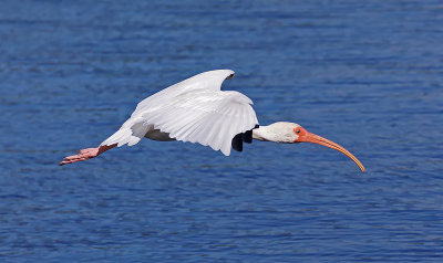 Ibis in Flight