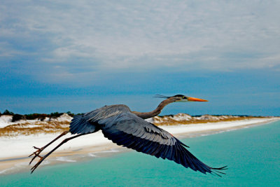 Great Blue Heron