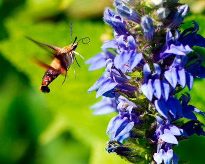 Hummingbird Moth at Lobelia