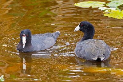 Male and Female Loons