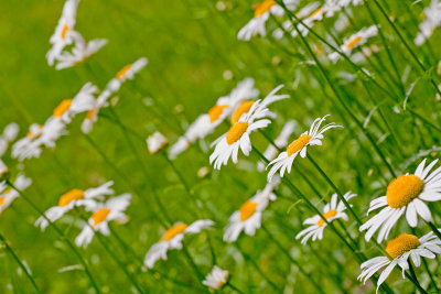 Stretches of Daisies