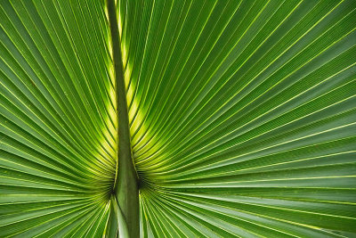 Palm Fan