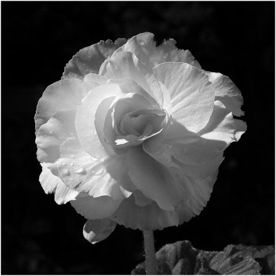 Begonia by Steve Blanchard
