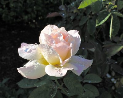 Milas Rose by Jeanne Driscoll. Honorable Mention