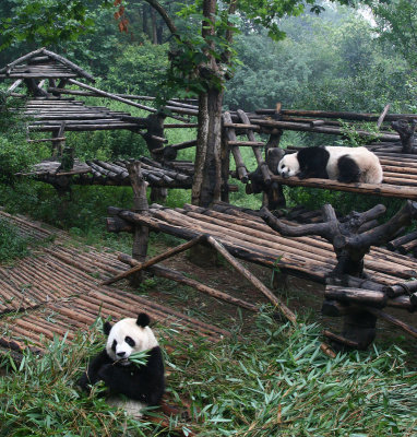 Pandas Doing What They Do Best - Eating and Sleeping