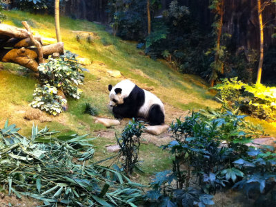 2013 Hong Kong Ocean Park An An NW(.jpg