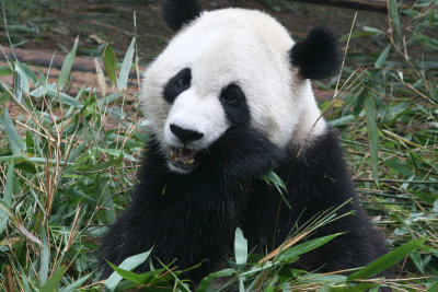 Chengdu Panda 2006 02 MRU.jpg