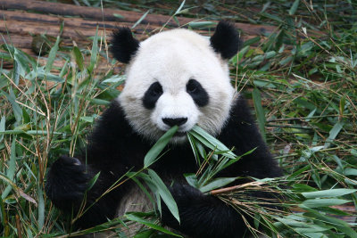 Chengdu Panda 2006 MRU.jpg