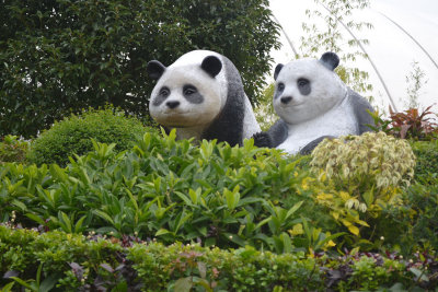 2013 Hong Kong Ocean Park Pandas NW.jpg