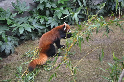 2013 Hong Kong Ocean Park Red Panda NW (4).jpg