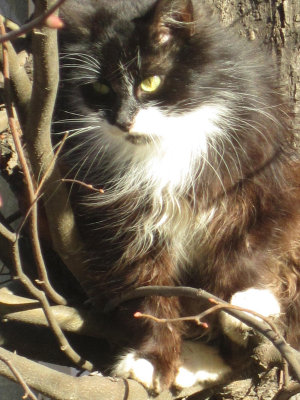 2010 Czernowitz Cat in a Tree on Majekowska Ulice NW.jpg