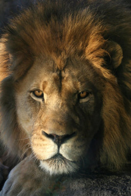 Sedgwick County Zoo Wichita MU.jpg