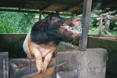 Beer Drinking Boar Jamaica 1 SK.jpg