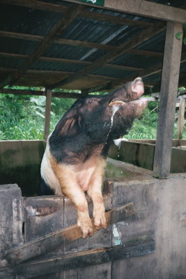Beer Drinking Boar Jamaica 2 SK.jpg