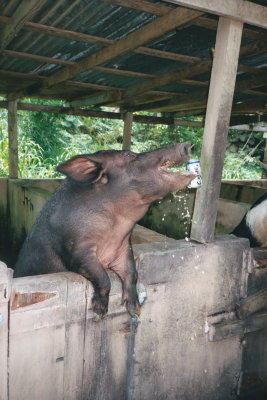 Beer Drinking Boar Jamaica 0 SK.jpeg