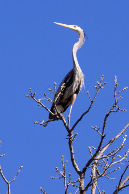 Blue Herron MU.jpg