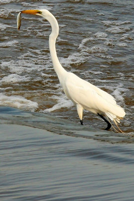 Hungry Crane MU.jpg