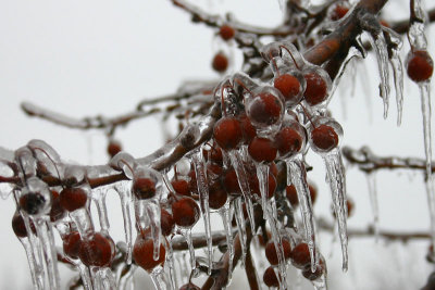 Ice Storm Berries MU 3.jpg