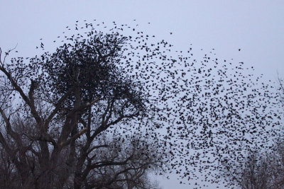 Swarming Birds MU.jpg