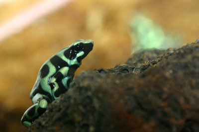 Poisonous Frog MU.jpg