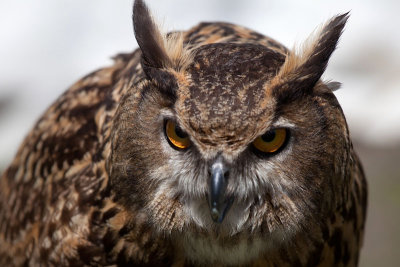 Staring Owl 1 MU.jpg