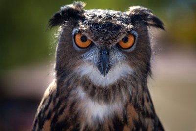 Staring Owl 2 MU.jpg