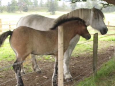 2011 Scotland Horses.jpg
