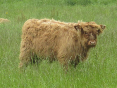 2011 Scotland Shaggy Highland Calf NW.jpg