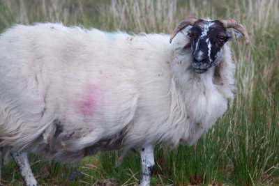 Connemara Sheep MU.jpg