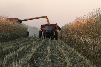 Corn Harvest 04 MU.jpg