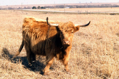 Cowley County Highlander MU.jpg