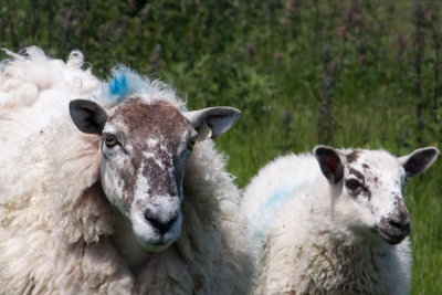 Inishbofin Island Sheep MU.jpg