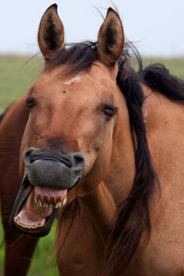 Laughing Horse MU.jpg