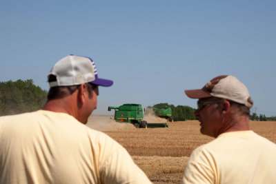 Wheat Harvest 02 MU.jpg