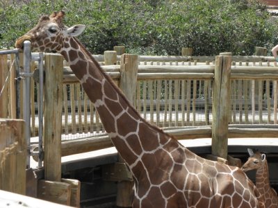 Cheyenne Mountain Zoo Mother and Son MK.JPG