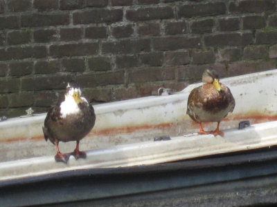 2011 Amsterdam Ducks NW.jpg