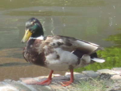 2011 Delft Duck NW.jpg