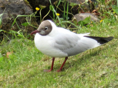 2011 Scotland Bird NW.jpg