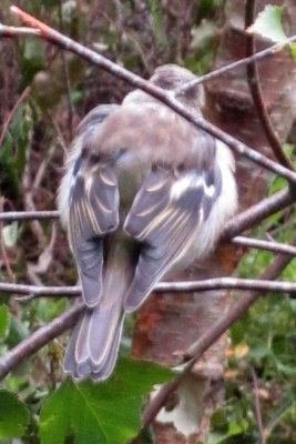 2011 Scotland Finch Female NW.jpg