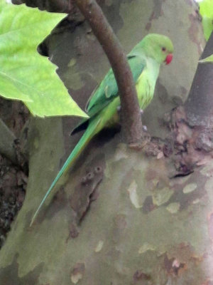 2011 Vondel Park Parakeet a NW.jpg