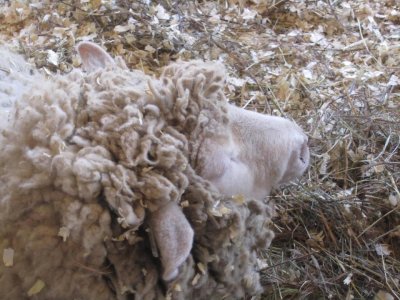 2010 DeKalb County Fair  Sheep. Camouflagued NW.JPG