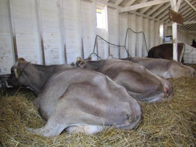 2011 County Fair Cows NW.JPG