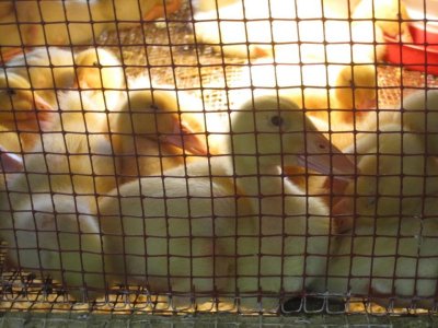 2011 County Fair Ducklings NW.JPG
