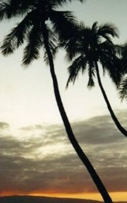 Hawaii Palm Trees PS.jpg