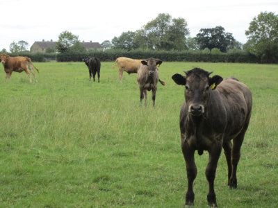 2010 England Village of Wingfield Cows  NW.jpg