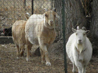 2013 Neighborhood Goats in Lakewood, Col. MK.jpg