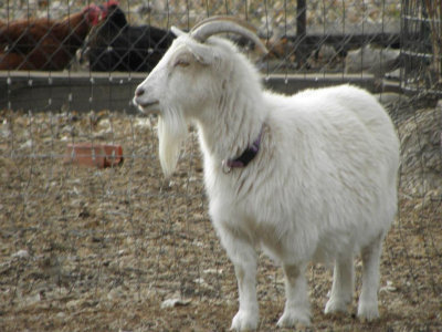2013 Shaggy Goat with Collar in Lakewood, Col. MK.jpg