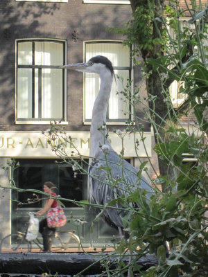 2010 Amsterdam Crane on car at Prinzengracht NW.jpg